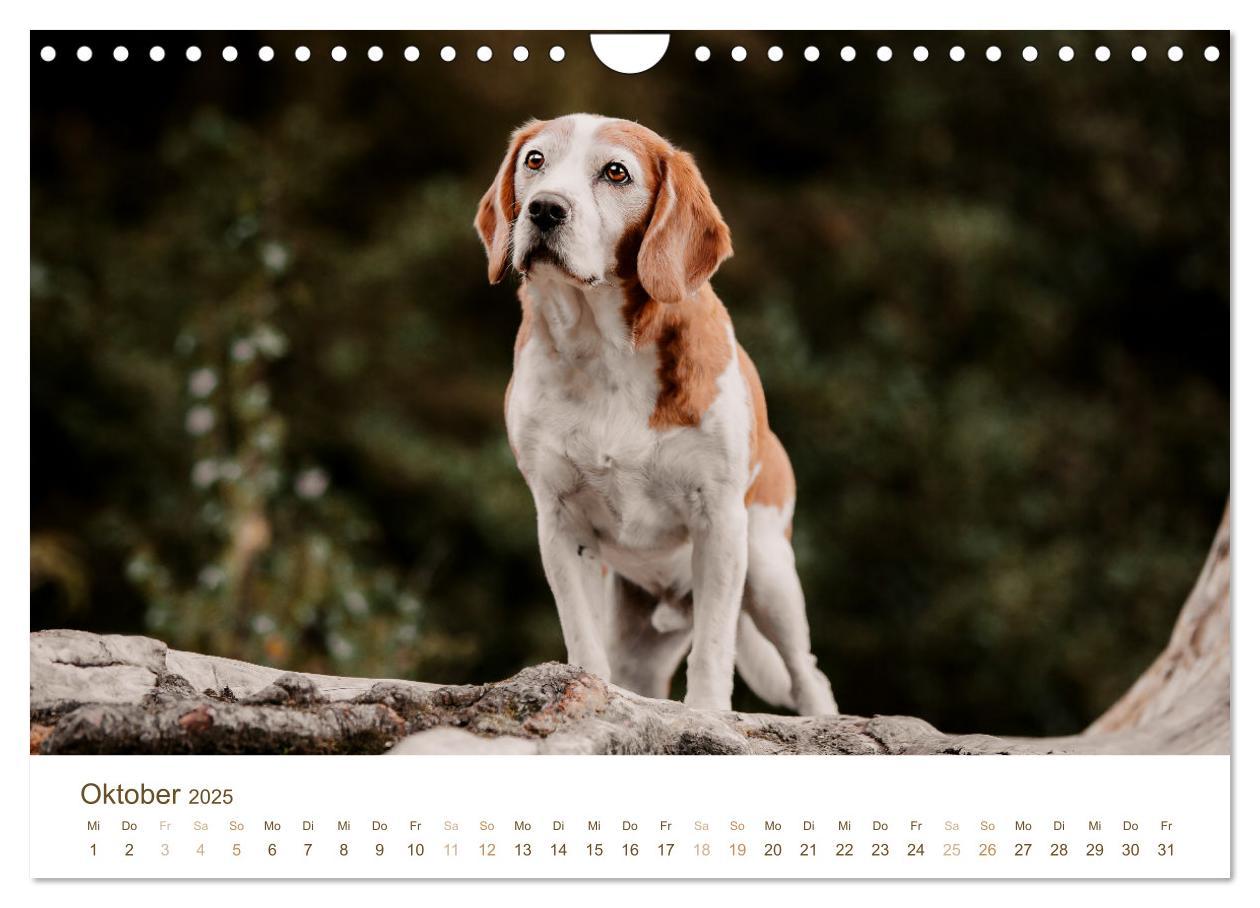 Bild: 9783435018499 | Beagle - Unser treuer Begleiter (Wandkalender 2025 DIN A4 quer),...