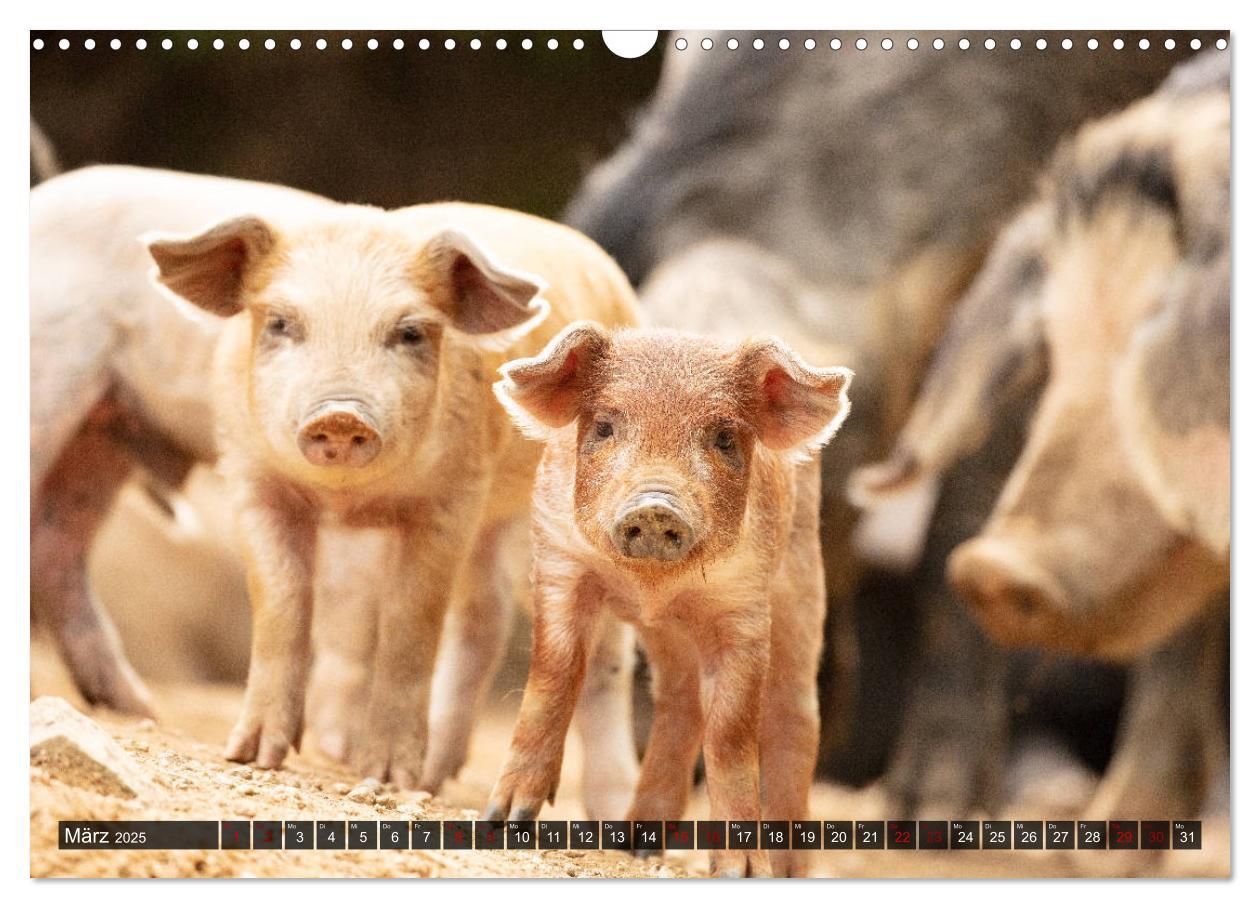 Bild: 9783435261529 | Korsika - süße, wilde Schweinchen (Wandkalender 2025 DIN A3 quer),...