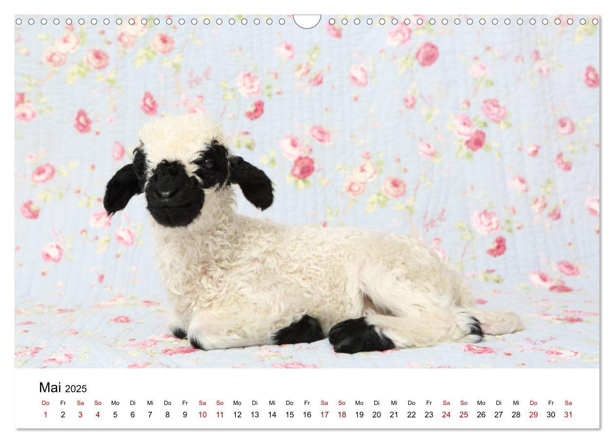 Bild: 9783435327034 | Walliser Schwarznasenschaf Valais Blacknose Sheep (Wandkalender...