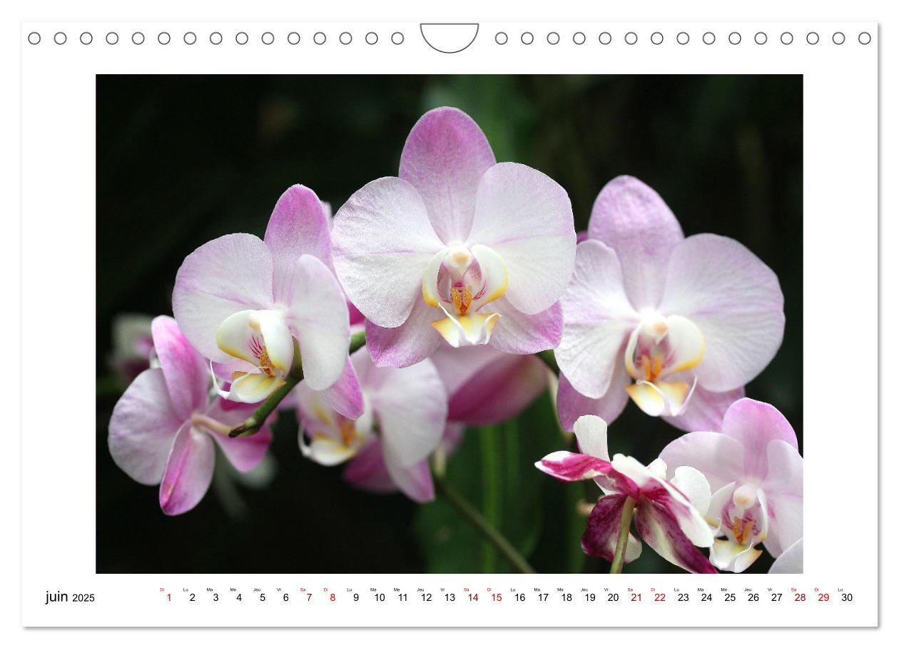 Bild: 9781325837649 | Mon rêve d'orchidées (Calendrier mural 2025 DIN A4 vertical),...