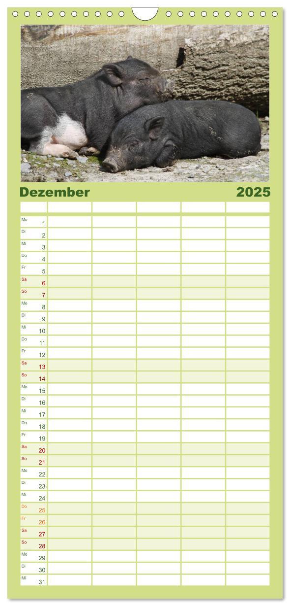 Bild: 9783457124741 | Familienplaner 2025 - Schwein gehabt! mit 5 Spalten (Wandkalender,...