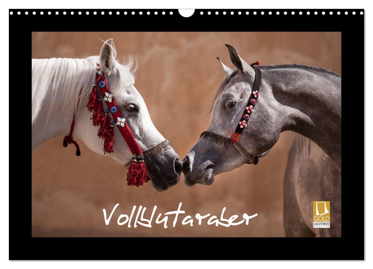 Cover: 9783435789412 | Vollblutaraber (Wandkalender 2025 DIN A3 quer), CALVENDO...