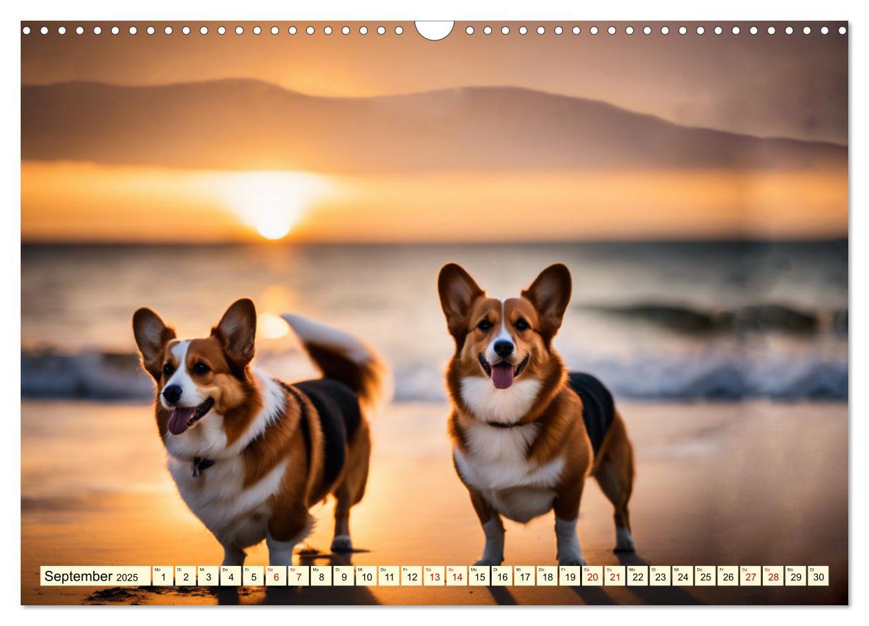 Bild: 9783435244447 | Welsh Corgi Pembroke (Wandkalender 2025 DIN A3 quer), CALVENDO...