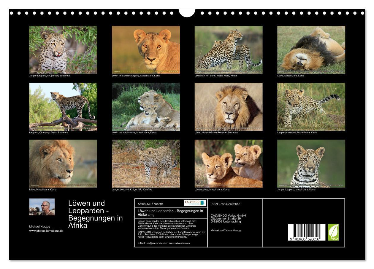 Bild: 9783435598656 | Löwen und Leoparden - Begegnungen in Afrika (Wandkalender 2025 DIN...