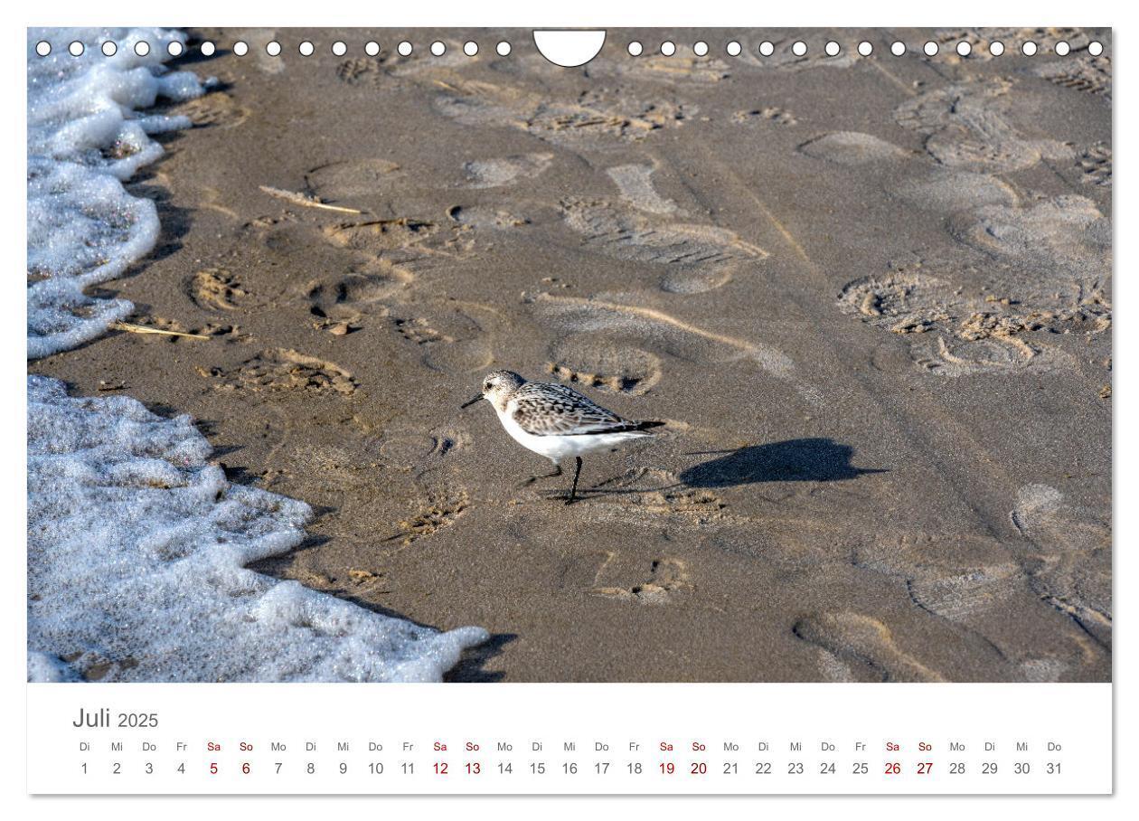 Bild: 9783435022588 | Dänemark - Henne Strand (Wandkalender 2025 DIN A4 quer), CALVENDO...