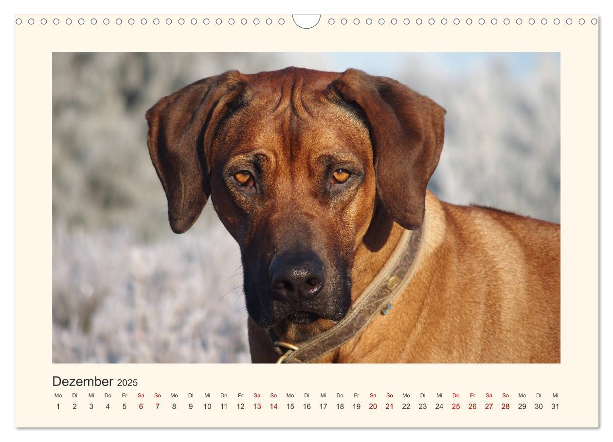 Bild: 9783435353132 | Rhodesian Ridgeback Power aus Südafrika (Wandkalender 2025 DIN A3...