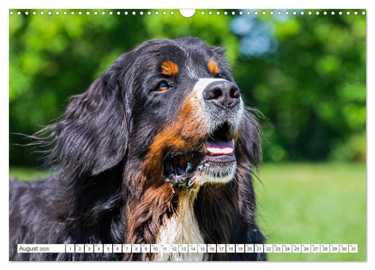 Bild: 9783383847561 | Berner Sennenhund - Ein Freund auf vier Pfoten (Wandkalender 2025...