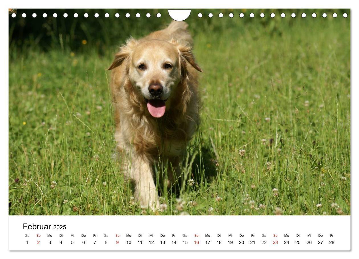 Bild: 9783435841028 | Golden Retriever Power (Wandkalender 2025 DIN A4 quer), CALVENDO...