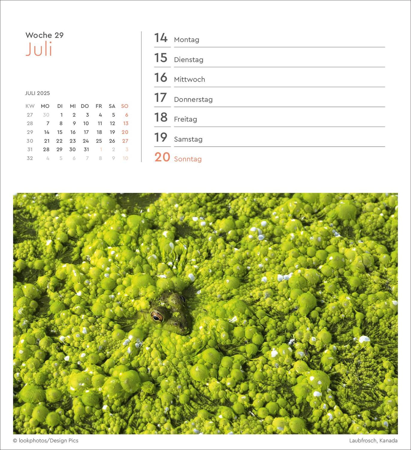 Bild: 9783965913912 | Getarnt - KUNTH Postkartenkalender 2025 | Kalender | 53 S. | Deutsch