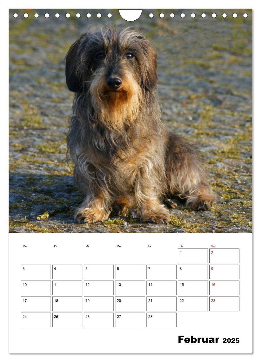 Bild: 9783457008522 | Liebenswerte Zwergrauhaardackel (Wandkalender 2025 DIN A4 hoch),...