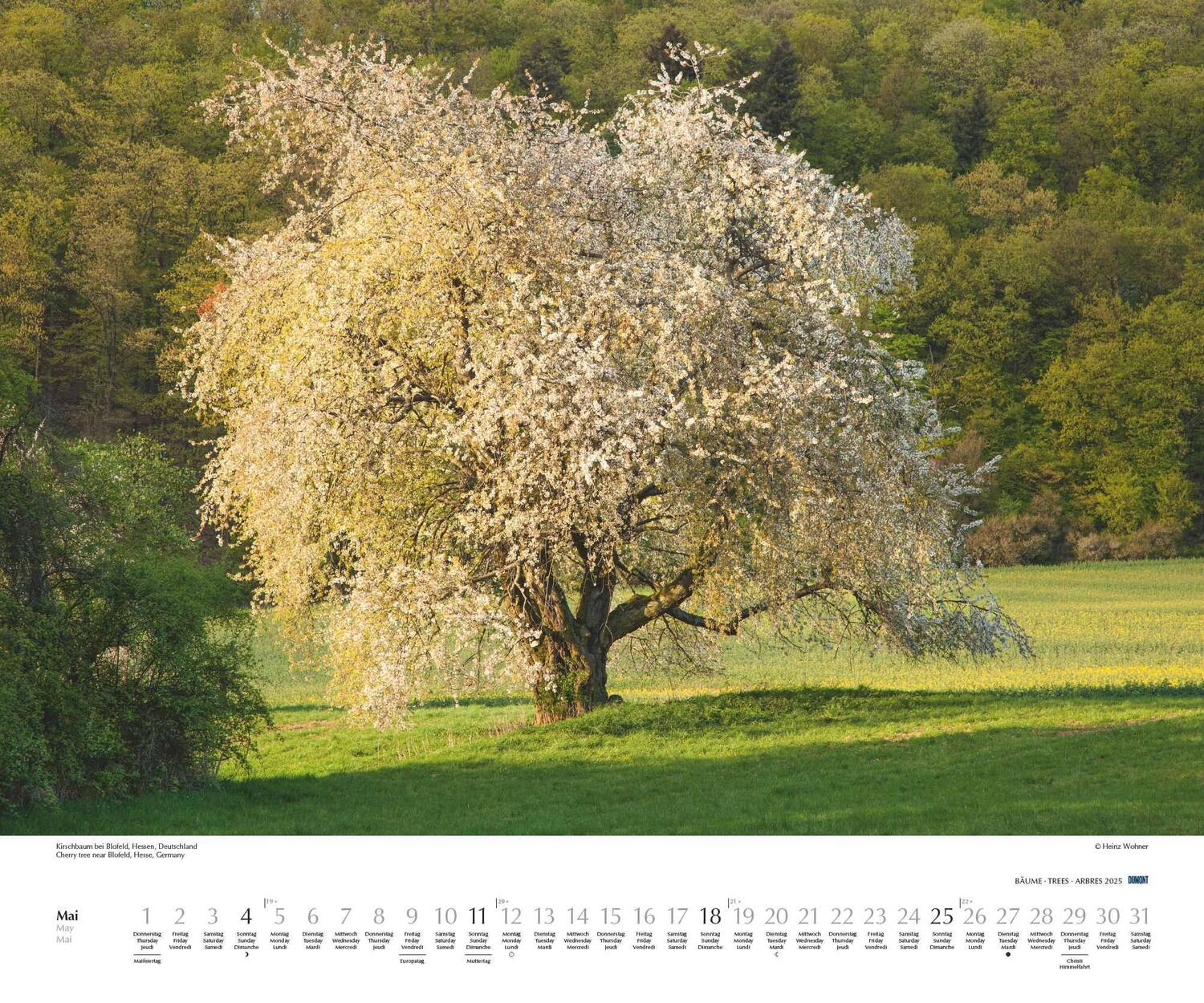 Bild: 4250809652733 | Bäume 2025 - Wandkalender 60x50 cm - Spiralbindung | DUMONT Kalender