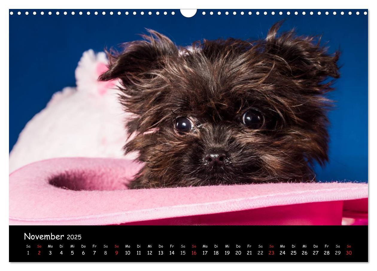 Bild: 9783435750863 | Bolonka Welpenstube (Wandkalender 2025 DIN A3 quer), CALVENDO...