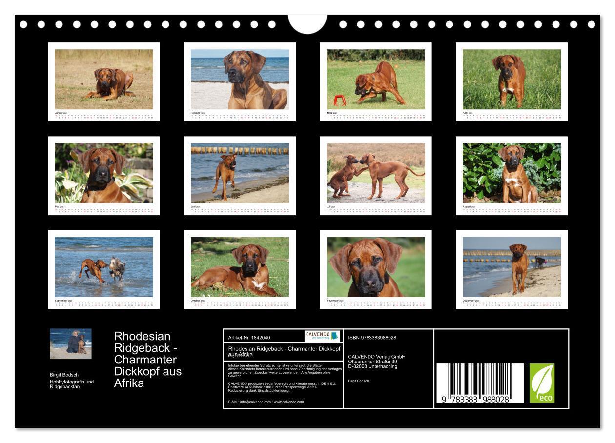 Bild: 9783383988028 | Rhodesian Ridgeback - Charmanter Dickkopf aus Afrika (Wandkalender...