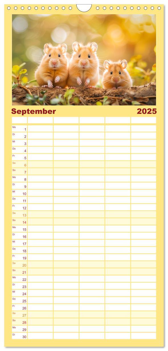 Bild: 9783457193341 | Familienplaner 2025 - Lustige Hamster mit 5 Spalten (Wandkalender,...