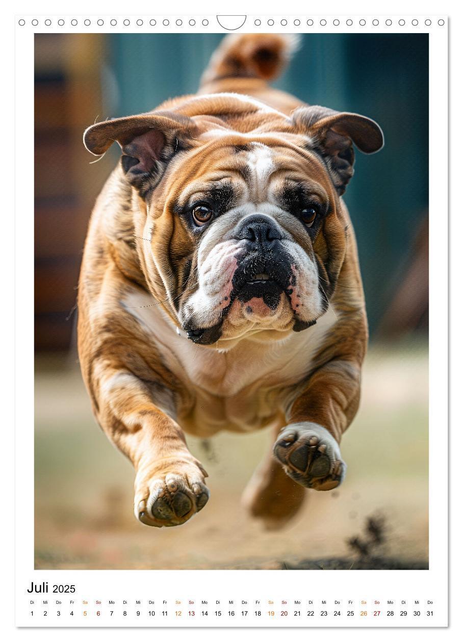 Bild: 9783457175699 | Englische Bulldogge - sanfter Kumpel (Wandkalender 2025 DIN A3...