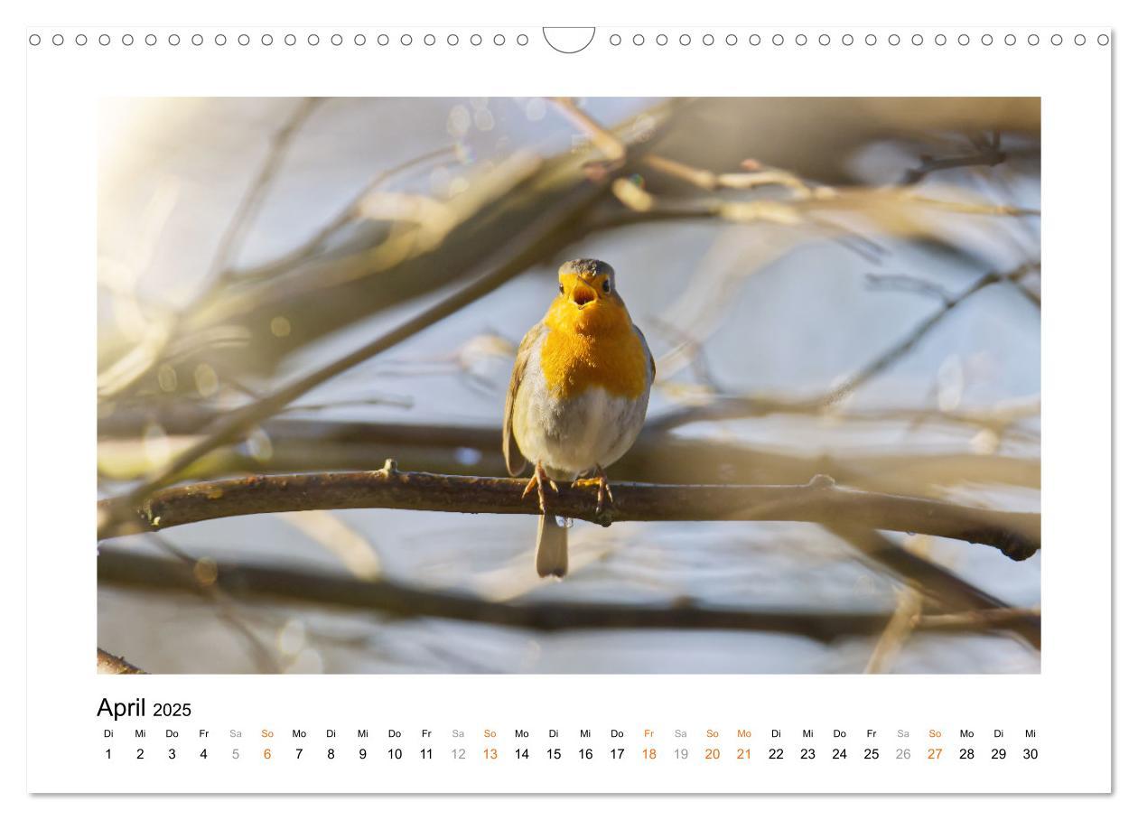 Bild: 9783383914829 | Zauberhafte Rotkehlchen (Wandkalender 2025 DIN A3 quer), CALVENDO...