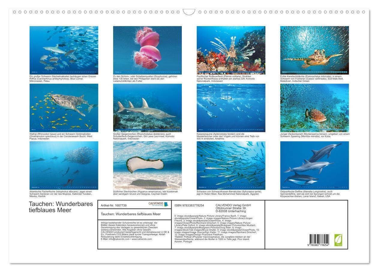 Bild: 9783383778254 | Tauchen: Wunderbares tiefblaues Meer (Wandkalender 2025 DIN A2...