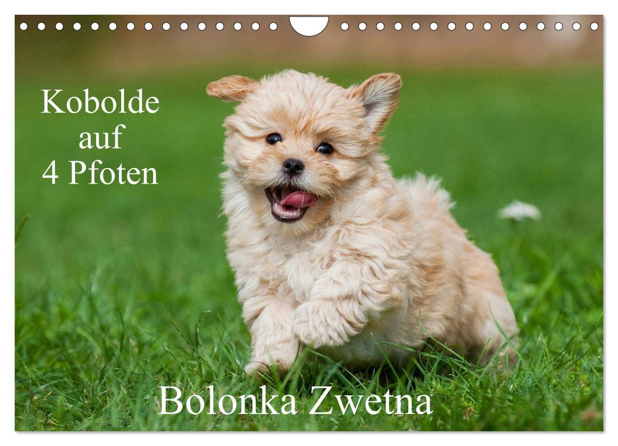 Cover: 9783435577866 | Kobolde auf 4 Pfoten - Bolonka Zwetna (Wandkalender 2025 DIN A4...