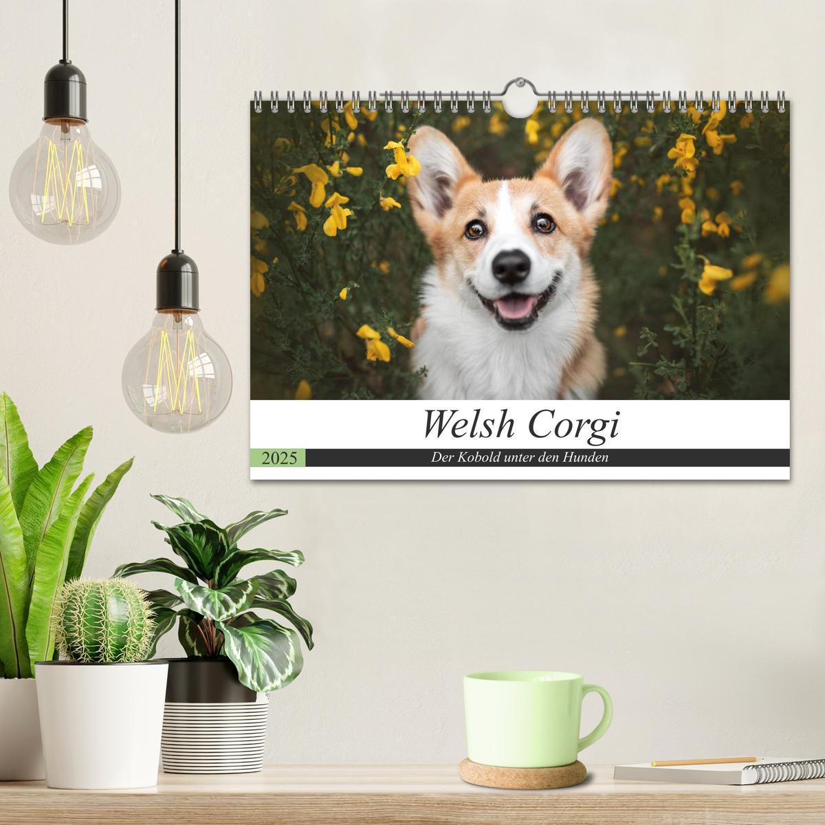 Bild: 9783435118861 | Welsh Corgi - Der Kobold unter den Hunden (Wandkalender 2025 DIN A4...