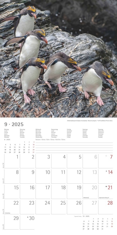 Bild: 4251732343101 | Alpha Edition - Pinguine 2025 Broschürenkalender, 30x30cm,...