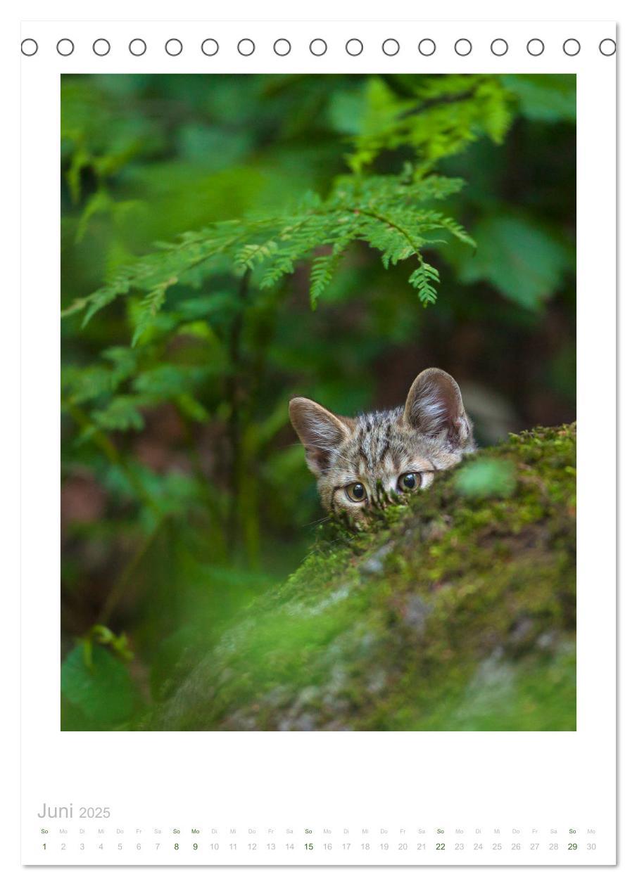 Bild: 9783435953240 | Wildkatzen - Kleine Samtpfoten des Waldes (Tischkalender 2025 DIN...