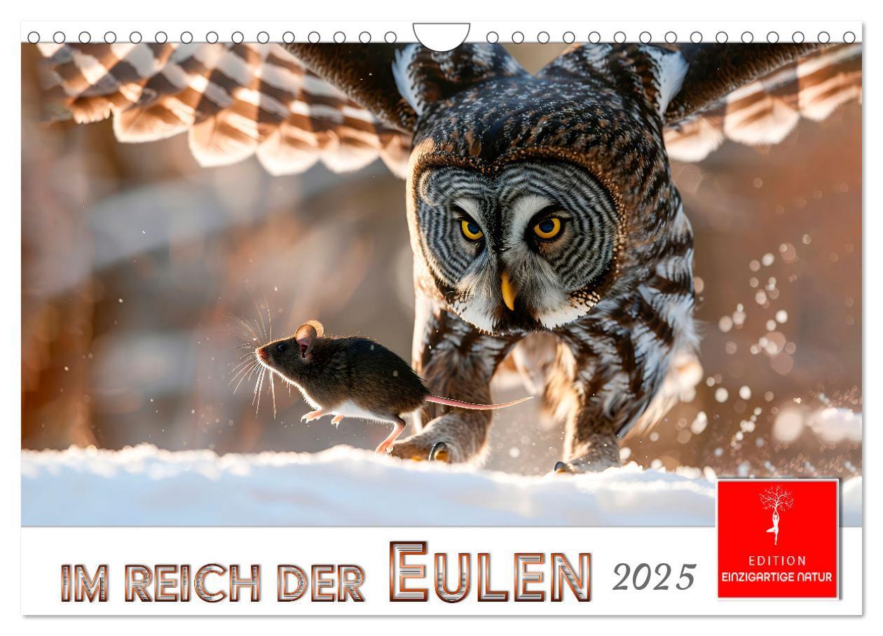 Cover: 9783457232651 | Im Reich der Eulen (Wandkalender 2025 DIN A4 quer), CALVENDO...