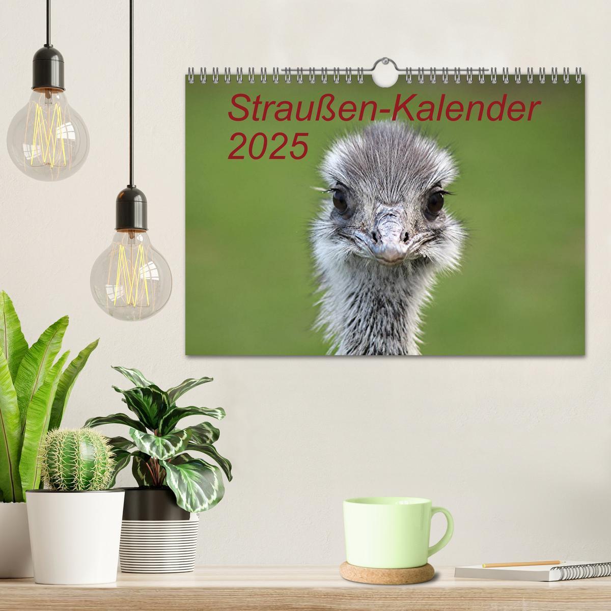 Bild: 9783435803828 | Straußen-Kalender 2025 (Wandkalender 2025 DIN A4 quer), CALVENDO...