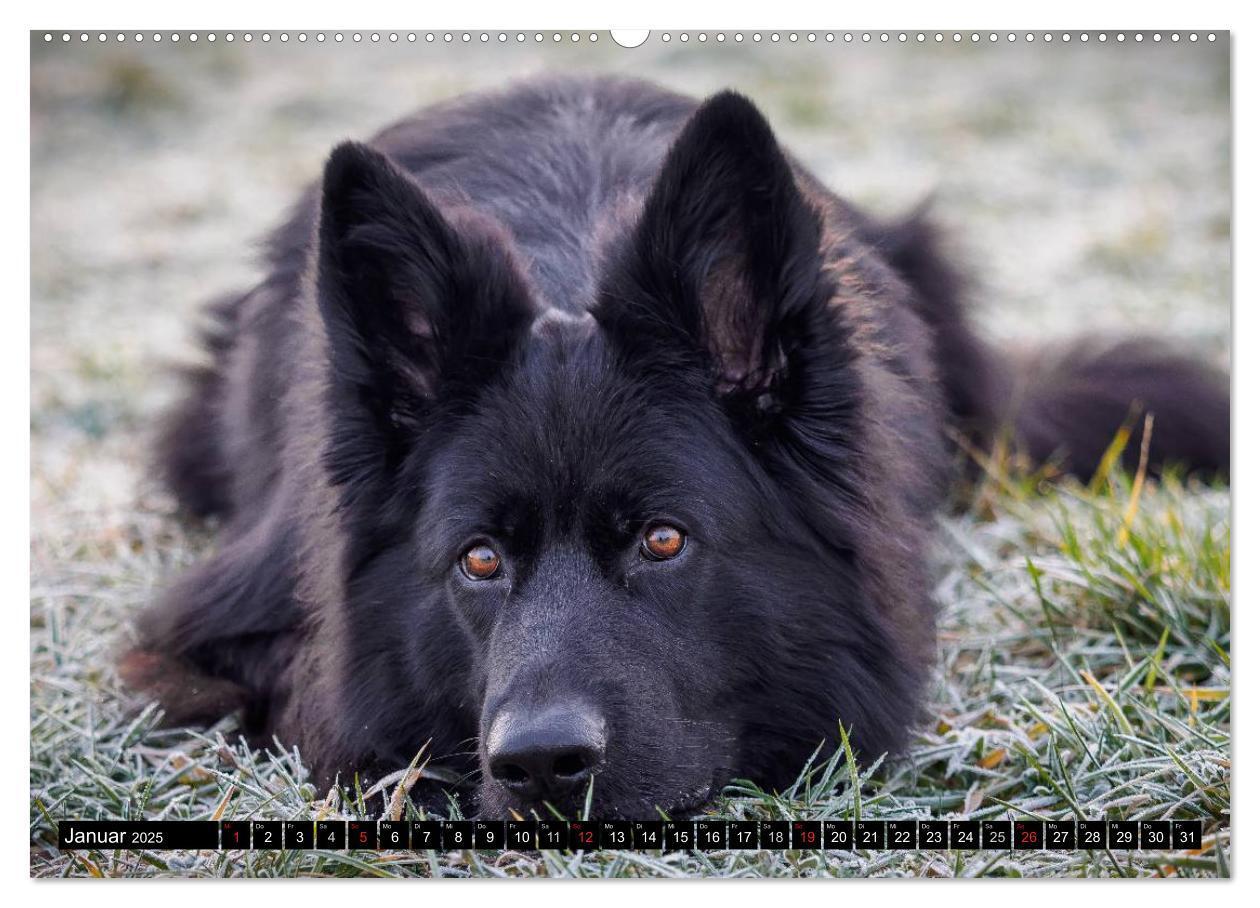 Bild: 9783435572342 | Schwarz ist schön! Der lackschwarze altdeutsche Schäferhund...