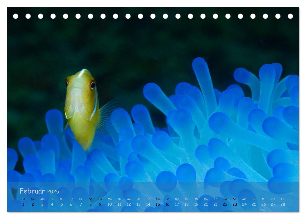 Bild: 9783435351169 | Anemonenfische - Streitbare Gesellen (Tischkalender 2025 DIN A5...