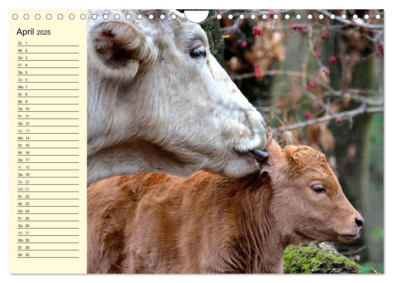 Bild: 9783435531004 | Glückliche Kühe auf saftigen Wiesen (Wandkalender 2025 DIN A4...