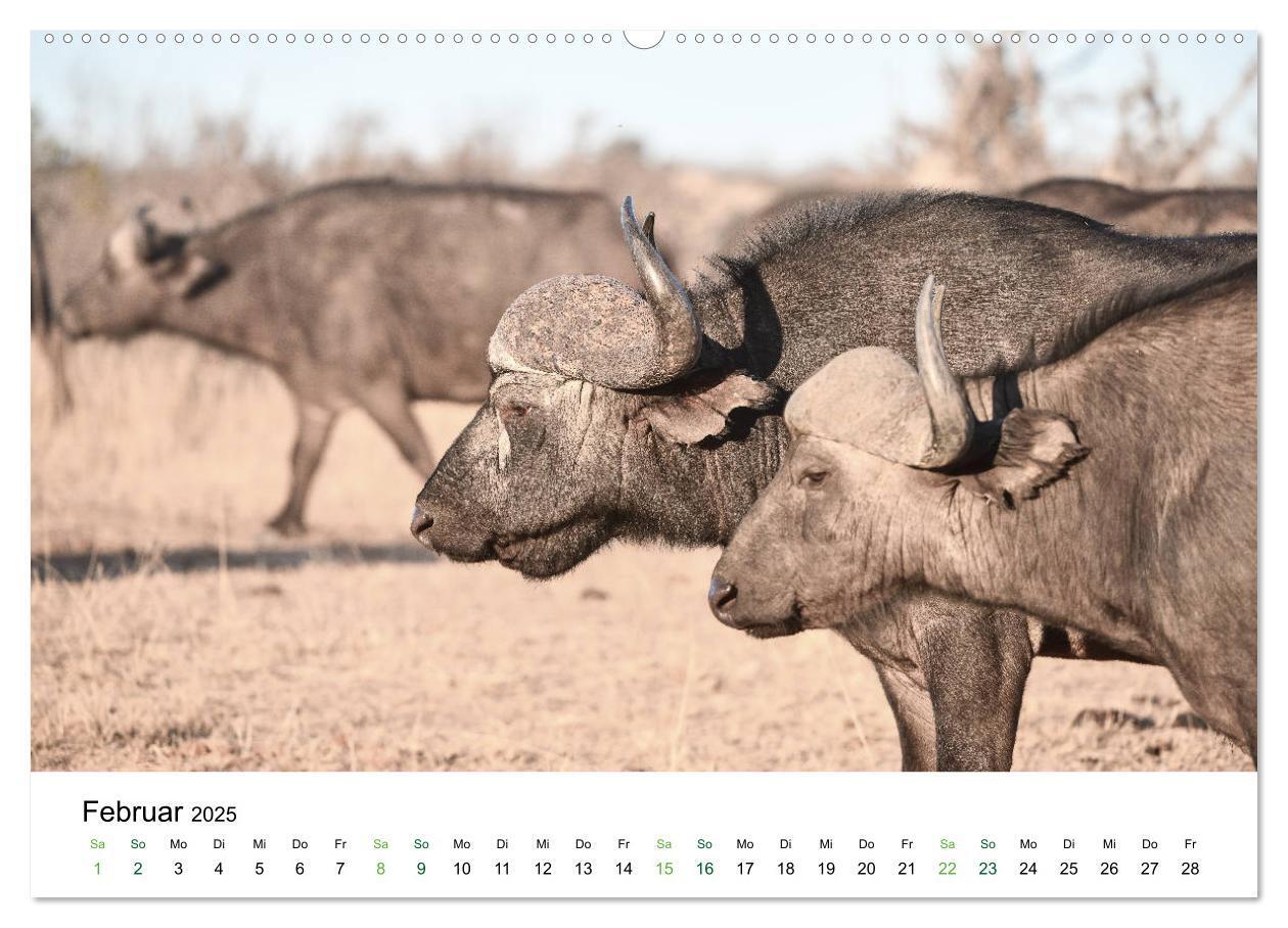 Bild: 9783435238248 | Büffel - wild und schön (Wandkalender 2025 DIN A2 quer), CALVENDO...