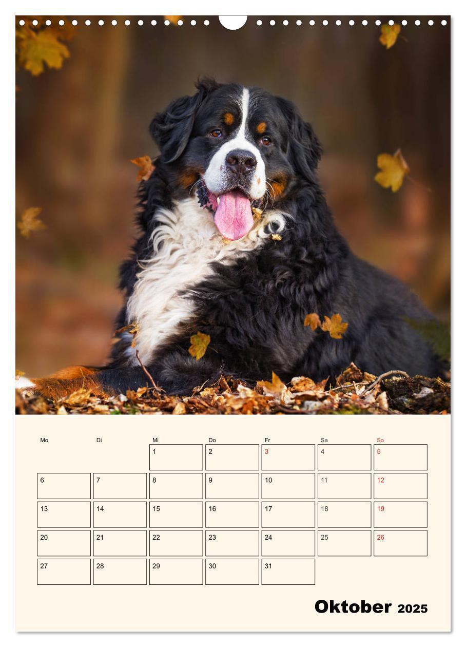 Bild: 9783435937974 | Traumhaft schön - Der Berner Sennenhund (Wandkalender 2025 DIN A3...