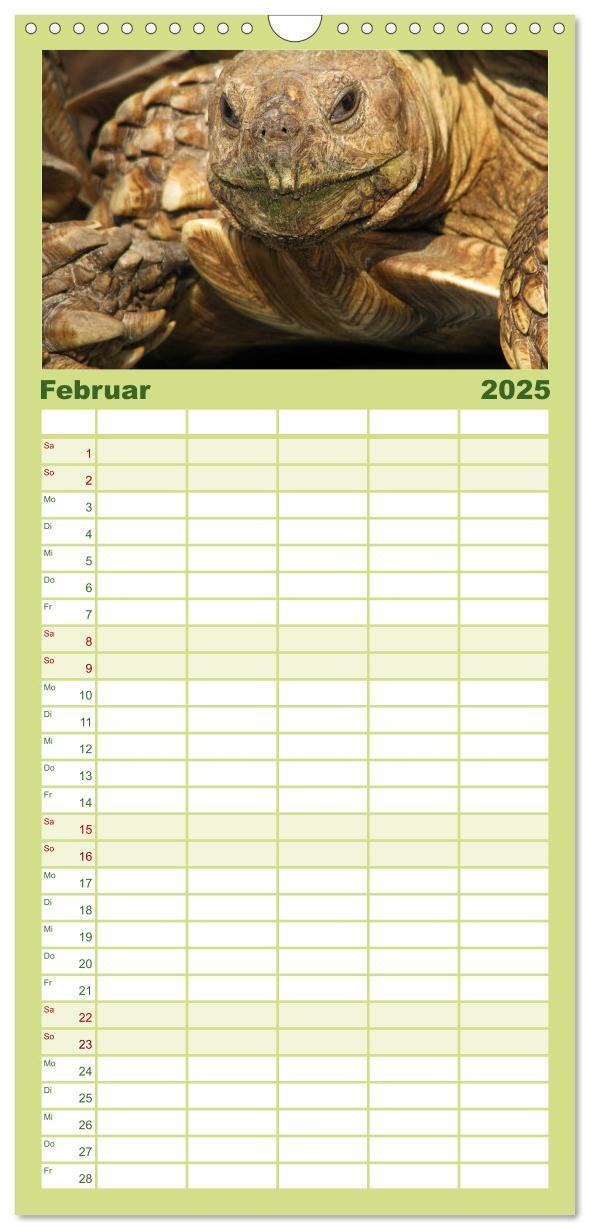 Bild: 9783457122938 | Familienplaner 2025 - Landschildkröten mit 5 Spalten (Wandkalender,...