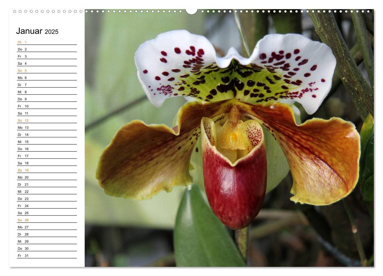 Bild: 9783435532391 | Prachtvolle Orchideen (Wandkalender 2025 DIN A2 quer), CALVENDO...