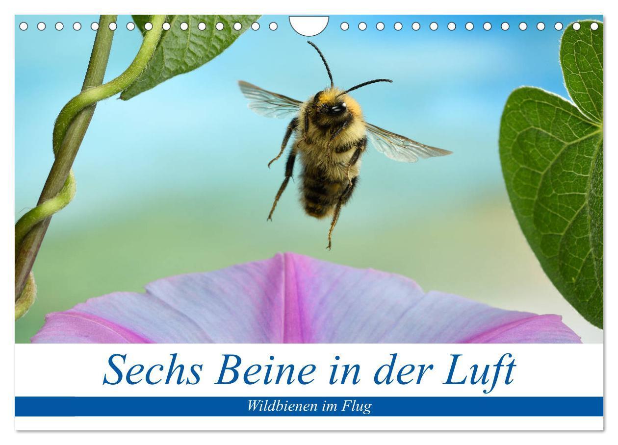 Cover: 9783435220946 | Sechs Beine in der Luft - Wildbienen im Flug (Wandkalender 2025 DIN...