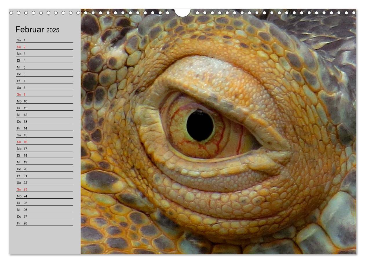 Bild: 9783435529261 | Kaltes Blut. Faszination Reptilien (Wandkalender 2025 DIN A3 quer),...