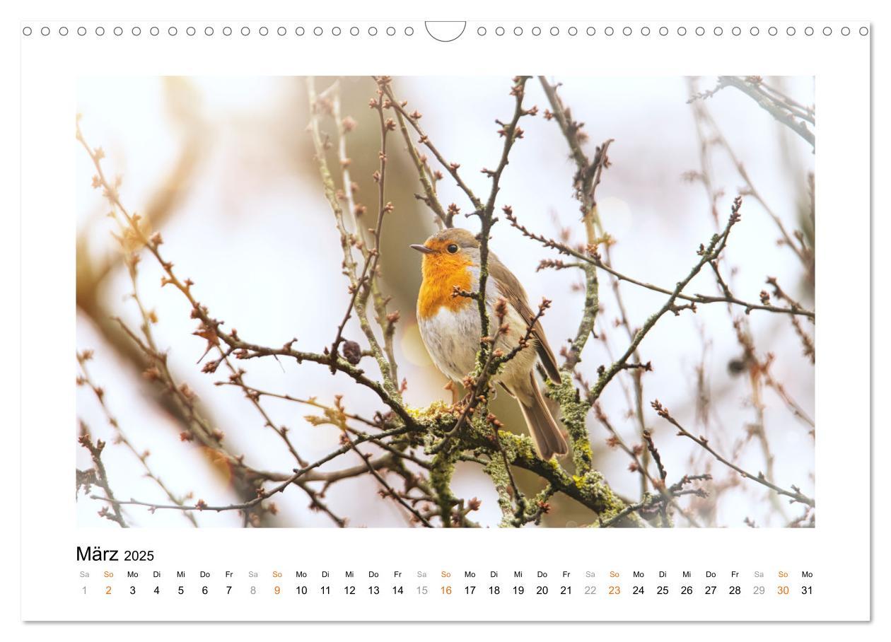 Bild: 9783383914829 | Zauberhafte Rotkehlchen (Wandkalender 2025 DIN A3 quer), CALVENDO...