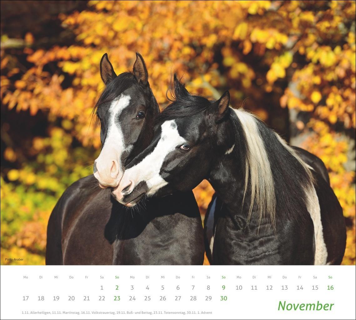 Bild: 9783756406890 | Pferde Bildkalender 2025 | Kalender | times&amp;more Kalender Heye | 14 S.