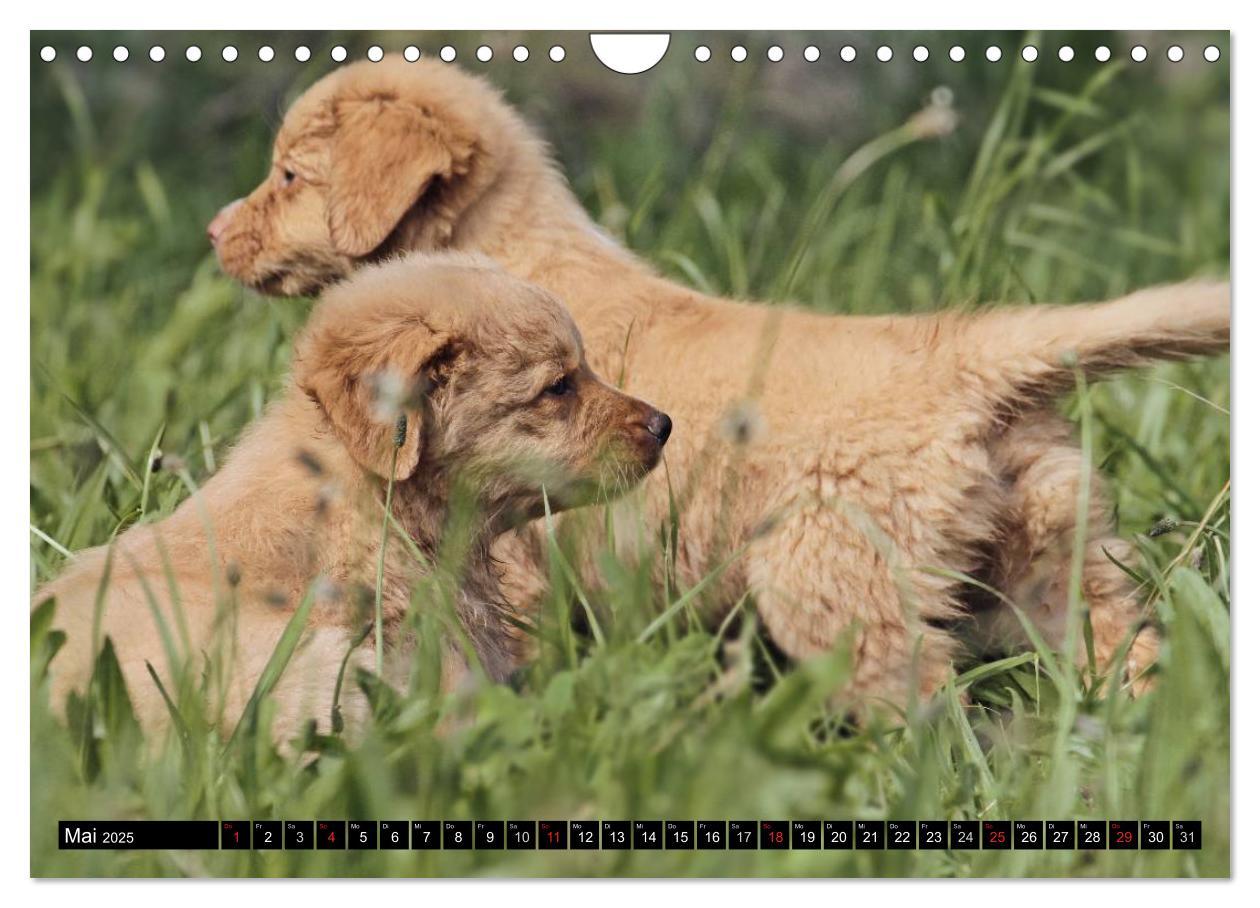 Bild: 9783435569663 | Nova Scotia Duck Tolling Retriever (Wandkalender 2025 DIN A4 quer),...