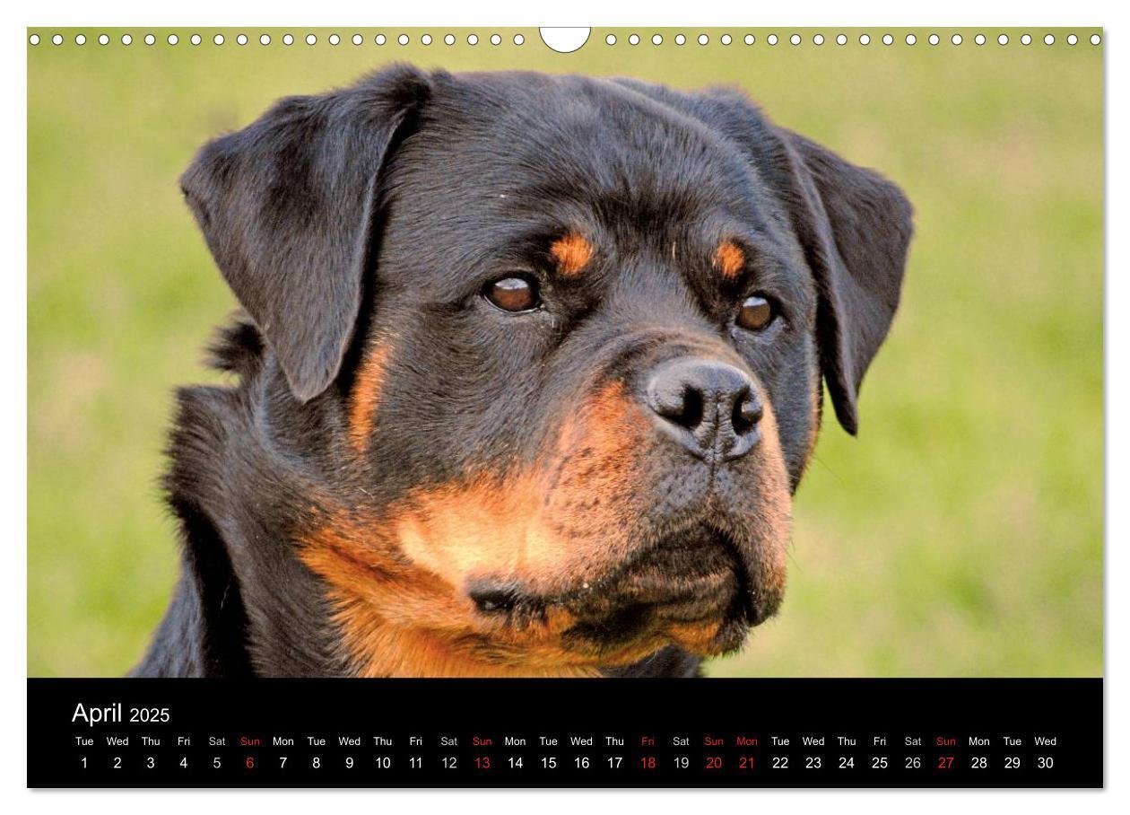 Bild: 9781325956319 | Rottweiler Portait Shots 2025 (Wall Calendar 2025 DIN A3...