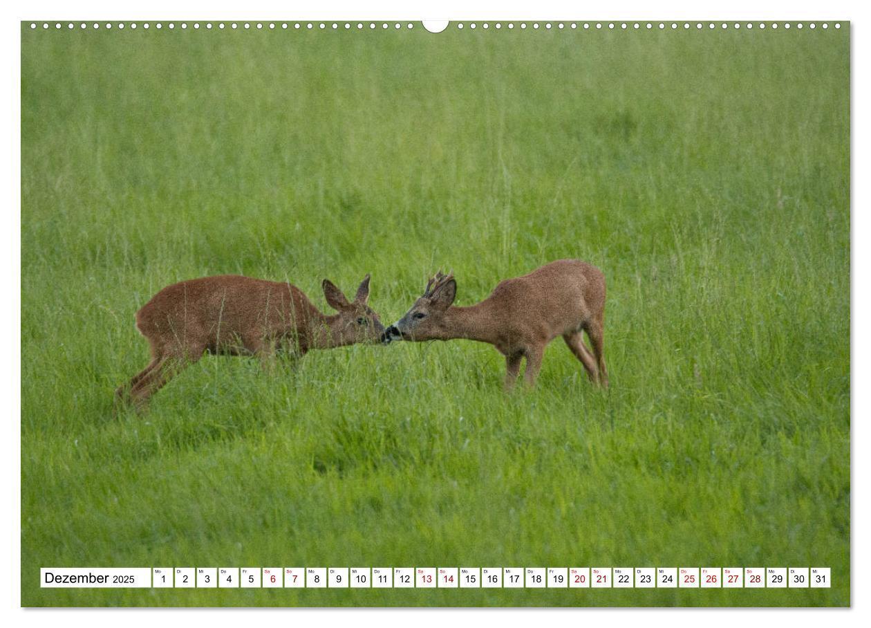 Bild: 9783435339426 | Anmut mit sanften Augen - Rehwild in der freien Natur (hochwertiger...