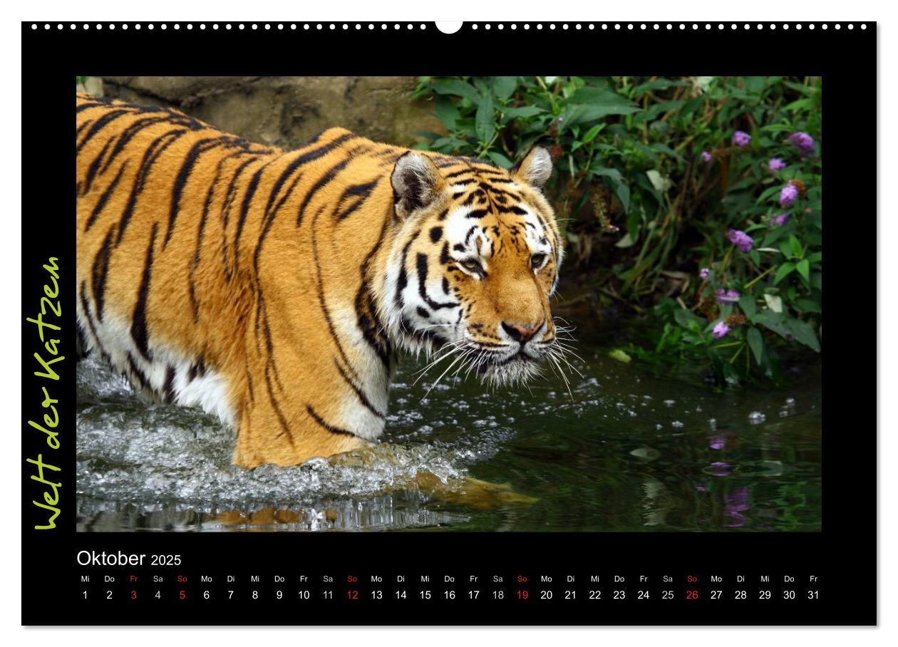 Bild: 9783435774920 | Welt der Katzen - Tiger (Wandkalender 2025 DIN A2 quer), CALVENDO...