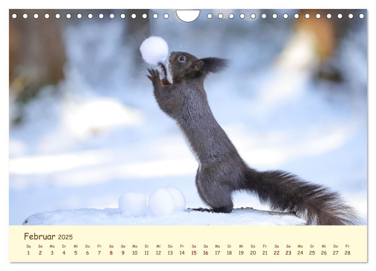 Bild: 9783435063383 | Eichhörnchen - zauberhaft verspielt (Wandkalender 2025 DIN A4...