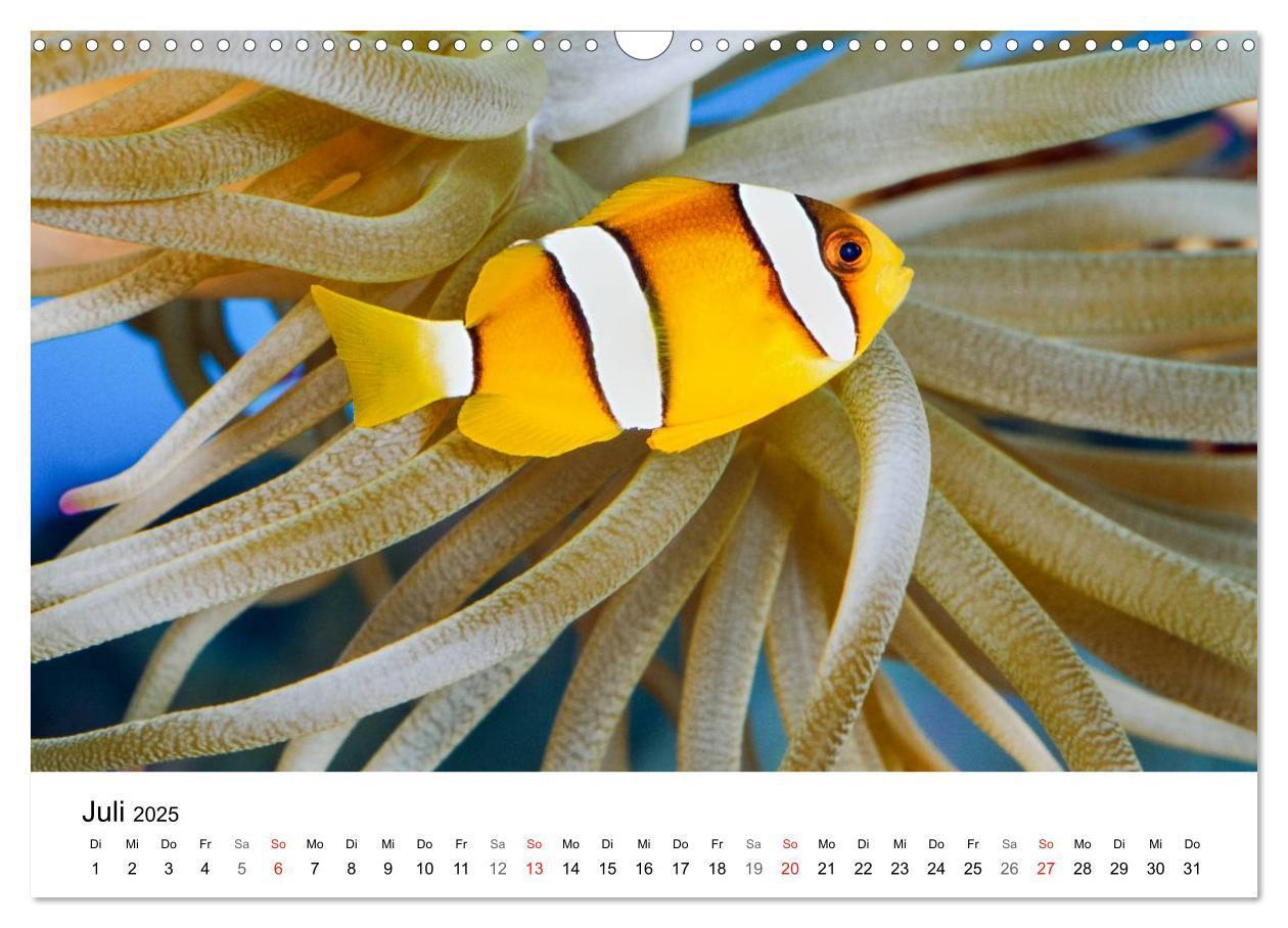 Bild: 9783435793945 | Fischzauber - Wundervolle Aquarienfische (Wandkalender 2025 DIN A3...