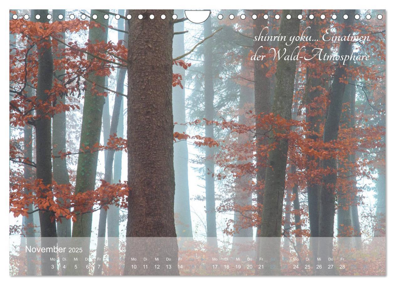 Bild: 9783435302376 | Shinrin yoku - Waldbaden 2025 (Wandkalender 2025 DIN A4 quer),...