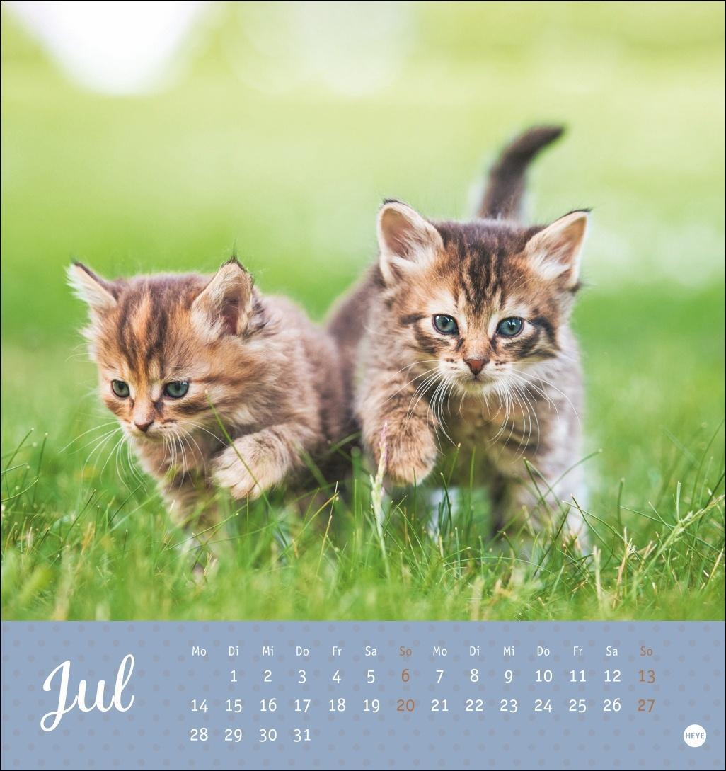 Bild: 9783756407026 | Katzen Postkartenkalender Kleine Tiger 2025 | Heye | Kalender | 13 S.