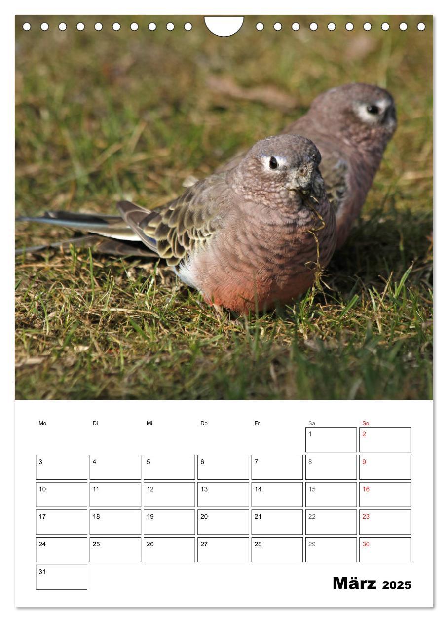 Bild: 9783435985418 | Papageien - Graupapagei, Rosella und Co. (Wandkalender 2025 DIN A4...