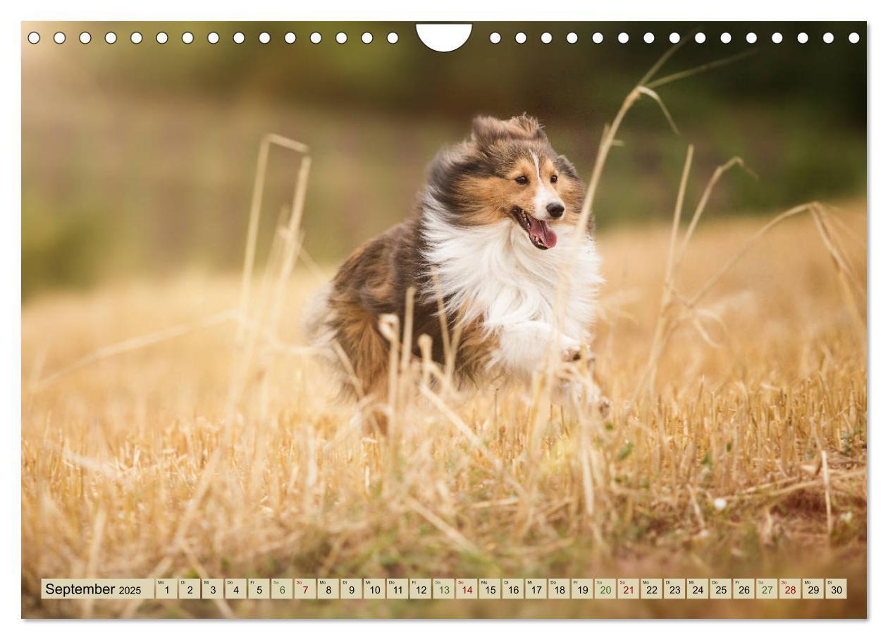 Bild: 9783435423705 | SHELTIES Liebe auf 4 Pfoten (Wandkalender 2025 DIN A4 quer),...