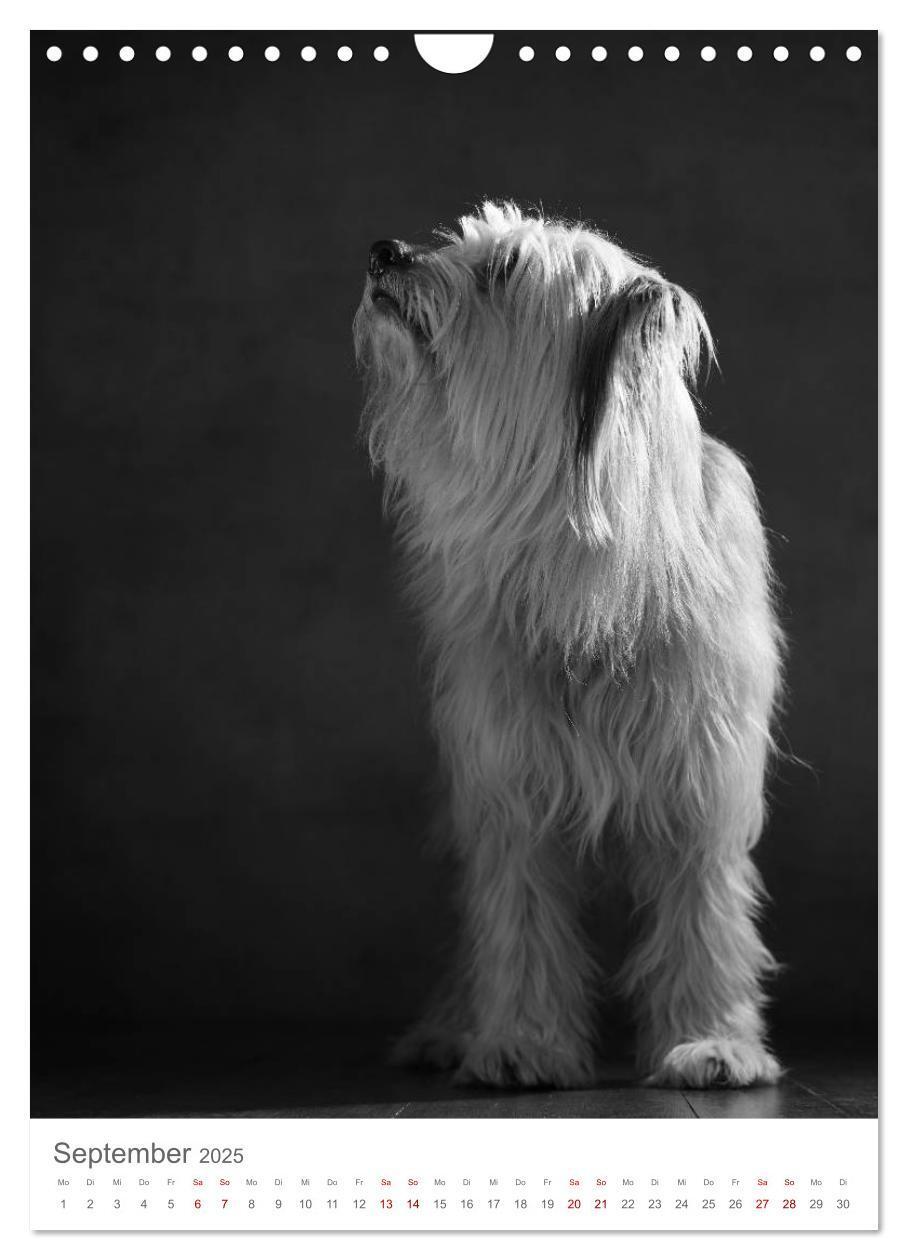 Bild: 9783435999491 | Fine Art Hundeportraits (Wandkalender 2025 DIN A4 hoch), CALVENDO...