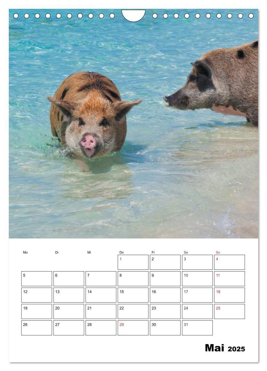 Bild: 9783457024799 | Schweine auf den Bahamas! (Wandkalender 2025 DIN A4 hoch), CALVENDO...